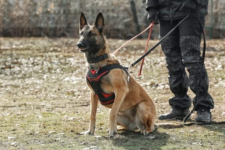 Chien